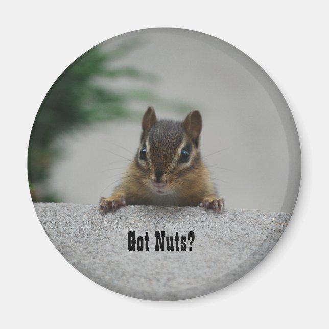 Chipmunk 'Got Nuts?' magnet (Front)