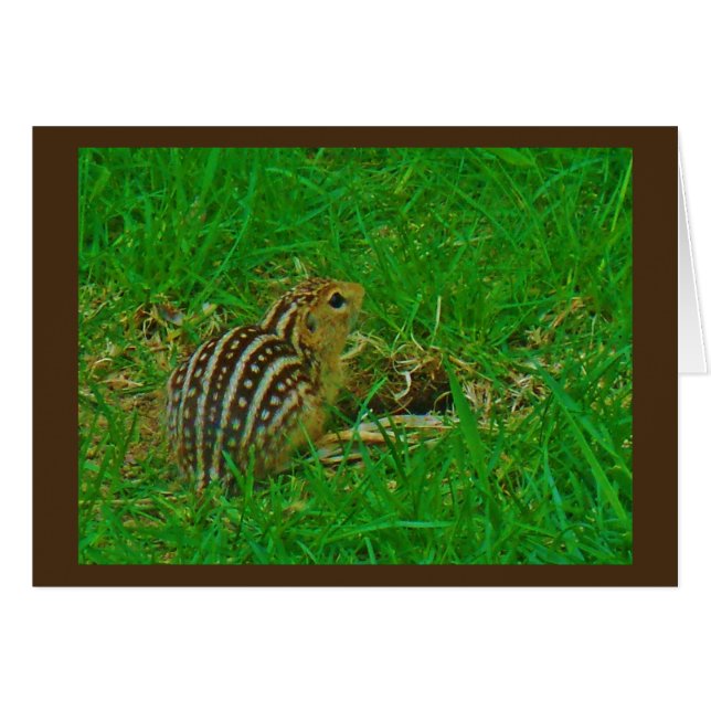 Chipmunk Hello (Front Horizontal)