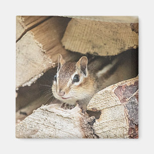 Chipmunk in a wood pile magnet