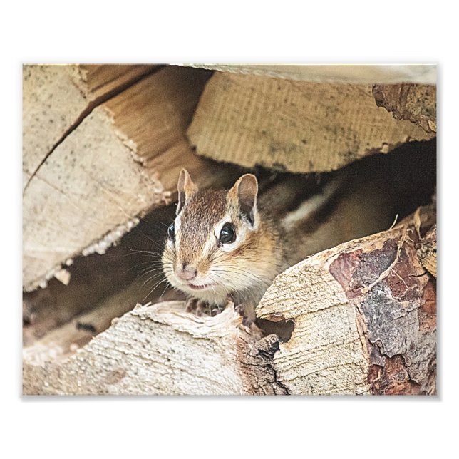 Chipmunk in a wood pile photo print (Front)