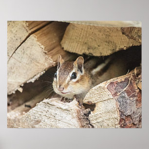Chipmunk in a wood pile poster