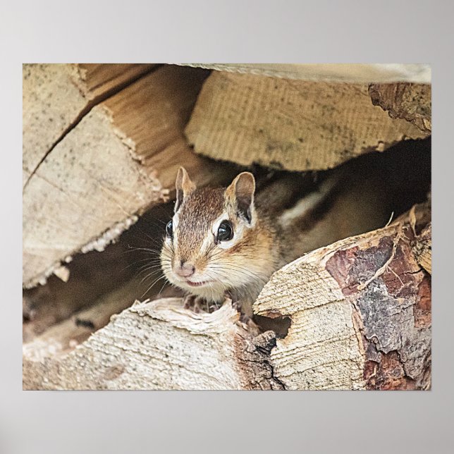 Chipmunk in a wood pile poster (Front)
