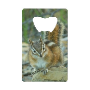 Chipmunk in Glacier National Park