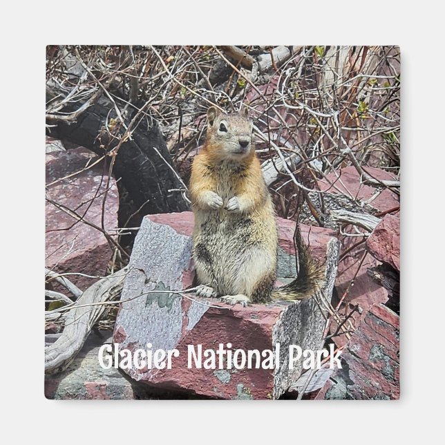 Chipmunk in Glacier National Park Magnet (Front)