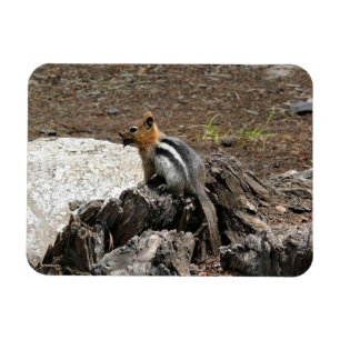 Chipmunk in Yosemite, California Magnet