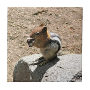 Chipmunk in Yosemite, California Tile