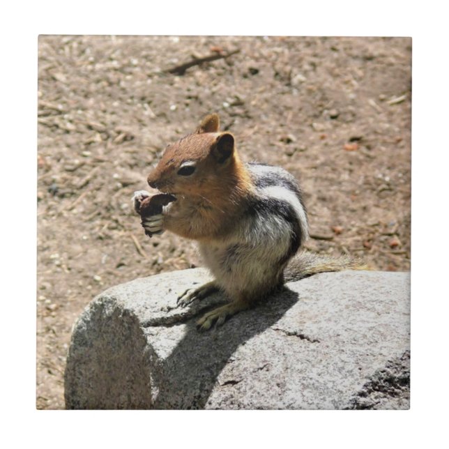 Chipmunk in Yosemite, California Tile (Front)