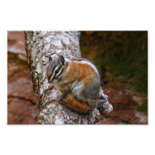 Chipmunk in Zion National Park  Photo Print
