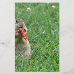 Chipmunk.JPG Stationery