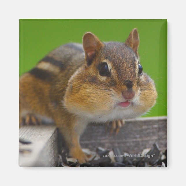 Chipmunk Magnet (Front)