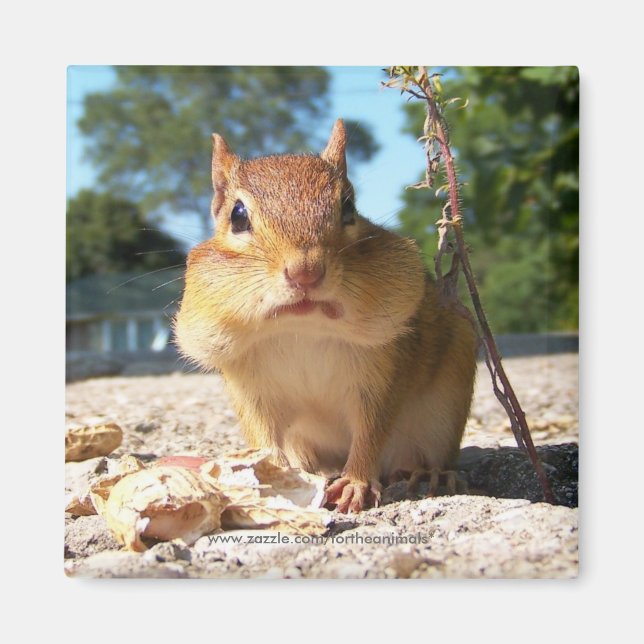 Chipmunk -Magnet Magnet (Front)