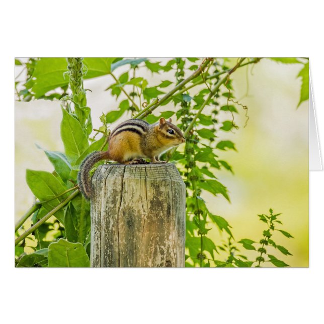 Chipmunk on a Fence Post (Front Horizontal)
