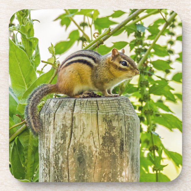 Chipmunk on a Fence Post Coaster (Front)
