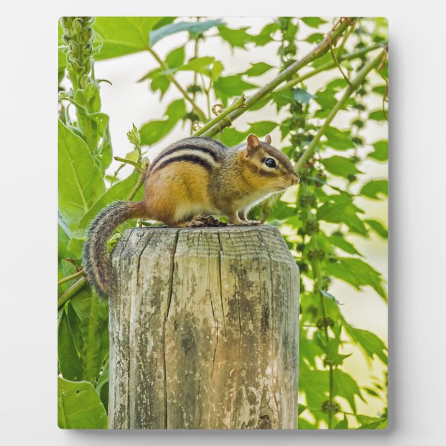 Chipmunk on a Fence Post Plaque (Front)
