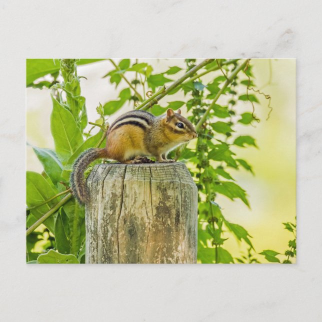 Chipmunk on a Fence Post Postcard (Front)