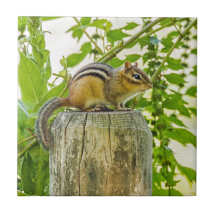 Chipmunk on a Fence Post Tile