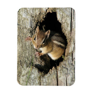 Chipmunk Peeking Out Magnet