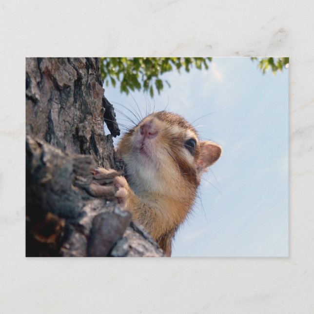 Chipmunk photo (17-3) postcard (Front)