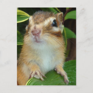 Chipmunk photo (20-2) postcard