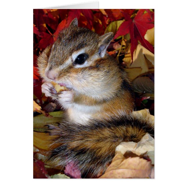 Chipmunk (photo) , Autumn (Front)