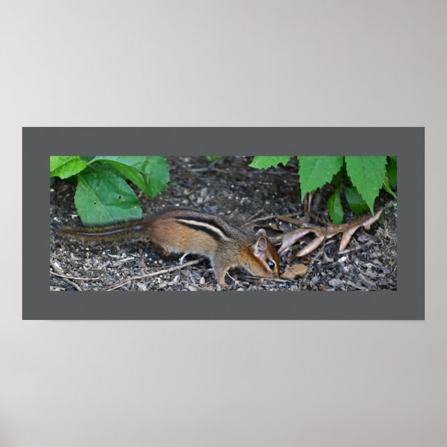 Chipmunk Photo Poster (Front)