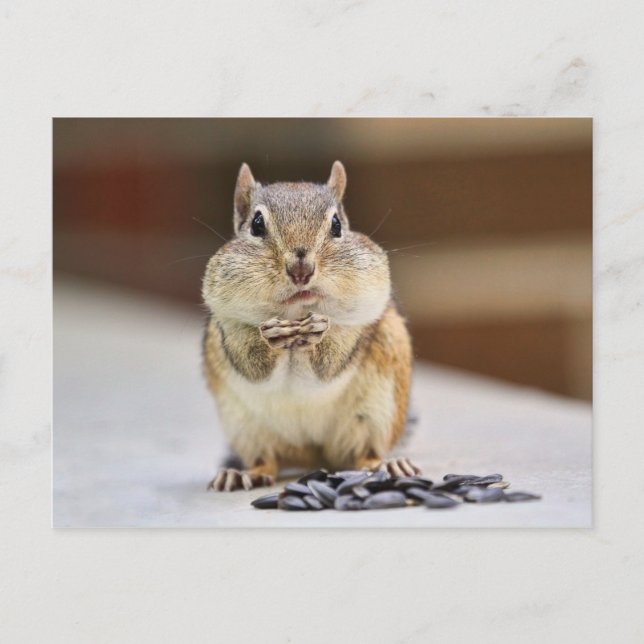 Chipmunk Picture Postcard (Front)