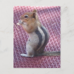 Chipmunk Postcard