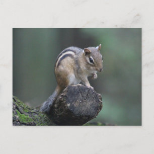 Chipmunk postcard