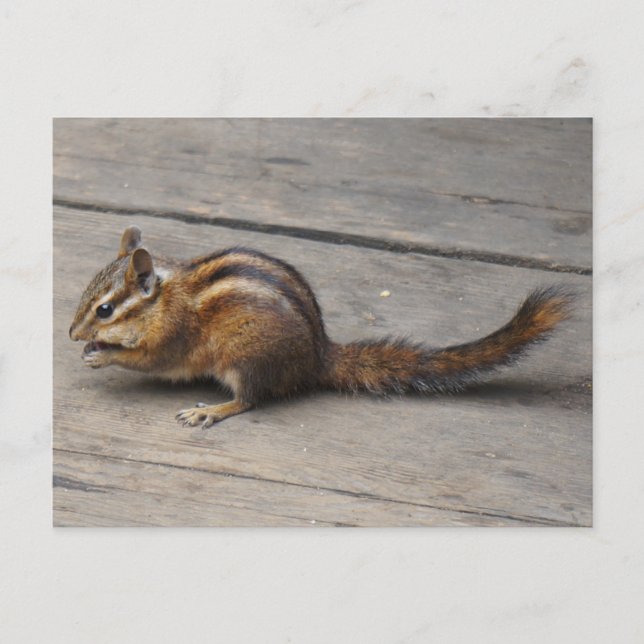 Chipmunk Postcard (Front)
