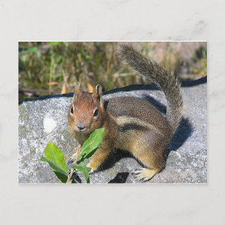 Chipmunk Postcard