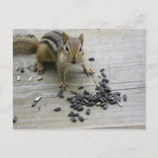Chipmunk Postcard