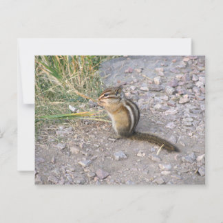 Chipmunk Postcard