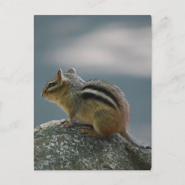 Chipmunk Postcard (Front)
