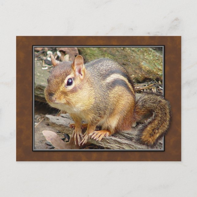 Chipmunk Postcard (Front)