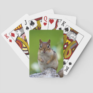 Chipmunk sitting on a rock playing cards