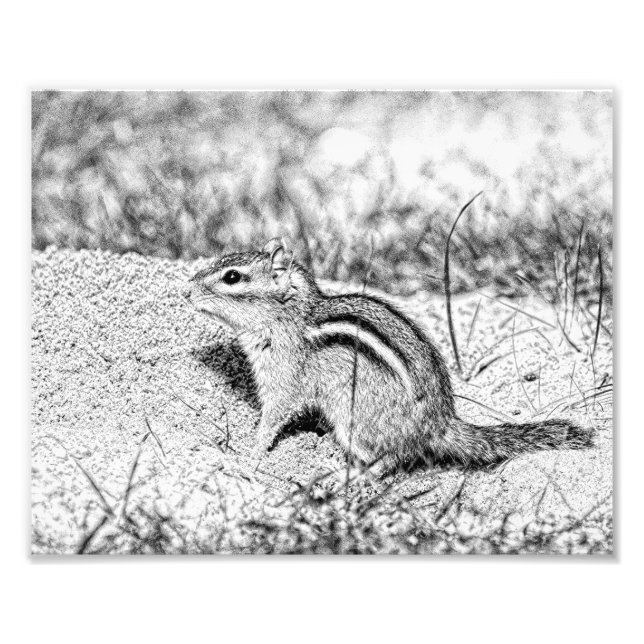 Chipmunk Sketch Photo Print (Front)