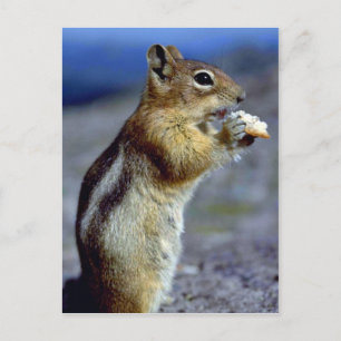 Chipmunk Standing And Eating, Profile Postcard