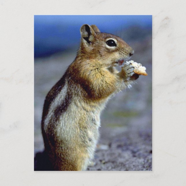 Chipmunk Standing And Eating, Profile Postcard (Front)