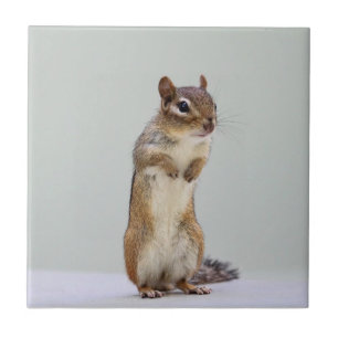 Chipmunk Standing Up Photo Tile