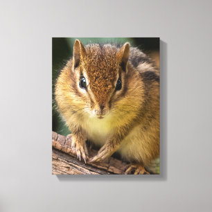 Chipmunk Stare Canvas Print
