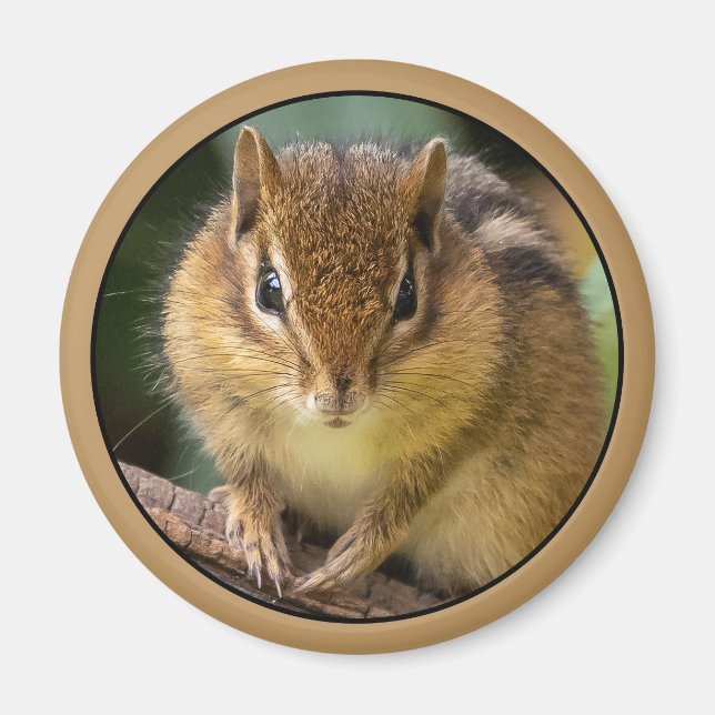 Chipmunk Stare Magnet (Front)