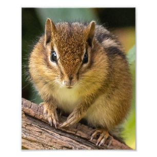 Chipmunk Stare Photo Print