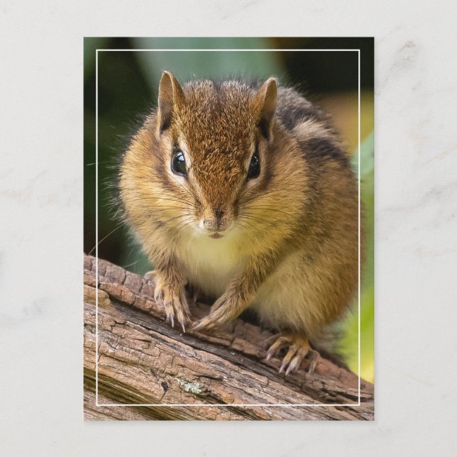 Chipmunk Stare Postcard (Front)