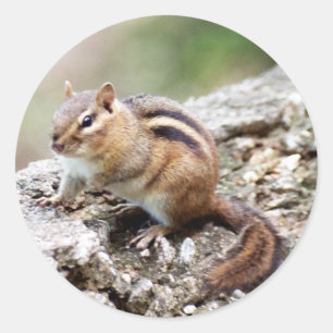 Chipmunk Stickers