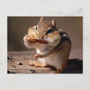 Chipmunk Stuffing His Face Postcard