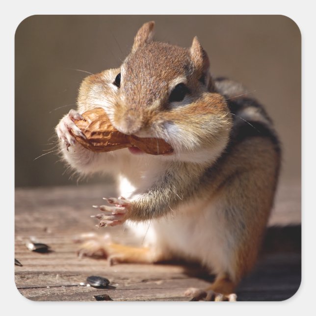 Chipmunk Stuffing His Face Square Sticker (Front)