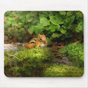 Chipmunk - What a cutie Mouse Pad