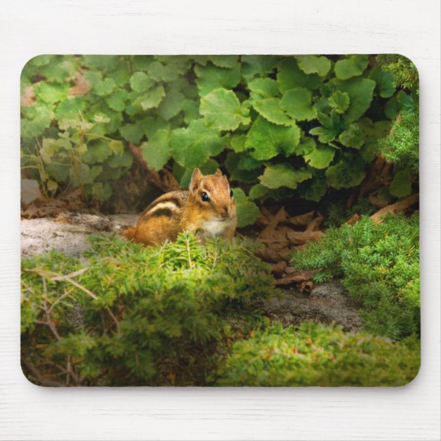 Chipmunk - What a cutie Mouse Pad (Front)