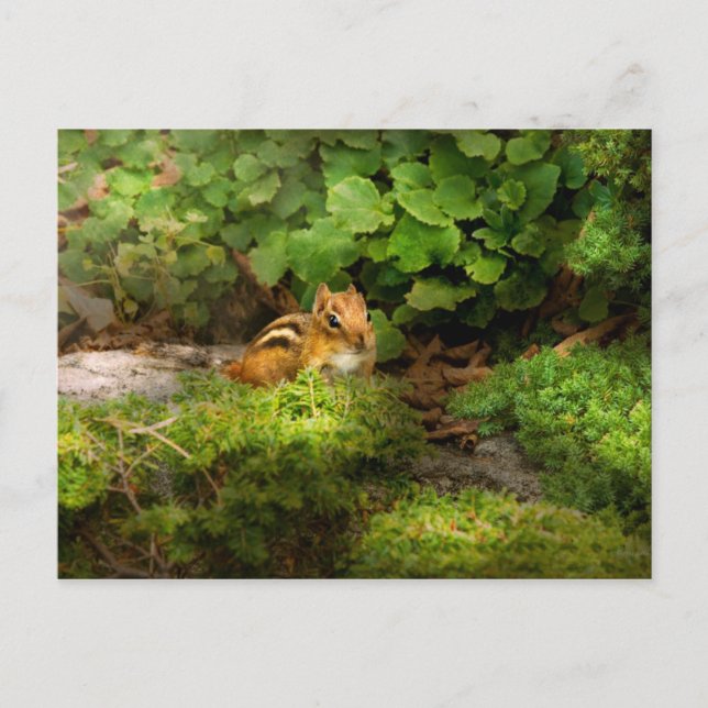 Chipmunk - What a cutie Postcard (Front)