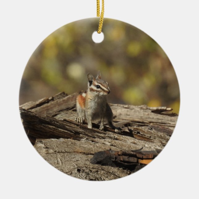 Chipmunk, wildlife, ornament (Front)